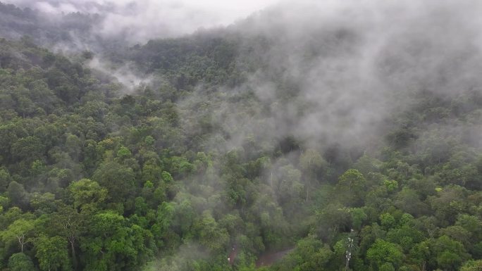 大自然 流水风景树林山水自然热带雨林