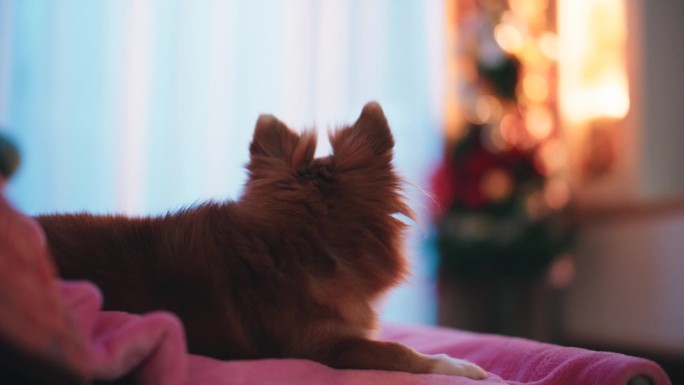 狗狗休息装饰圣诞夜