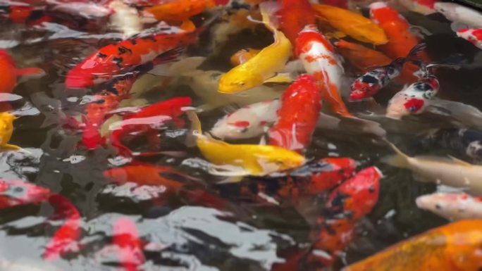 锦鲤 红鸿运当头 祝福 鱼池 鱼塘