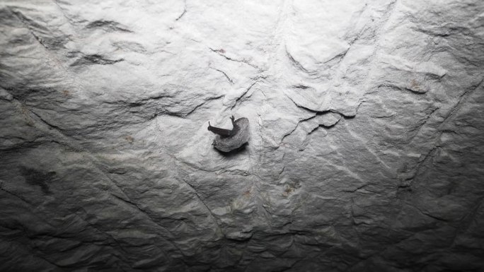 道本顿的蝙蝠睡在岩壁上。