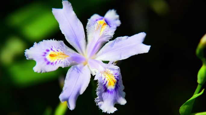 鸢尾花扁竹花鸢尾乌鸢扁竹蓝蝴蝶