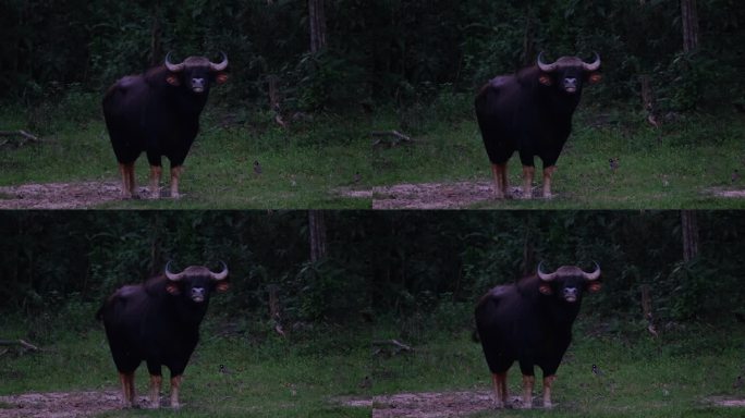 泰国的印度野牛，在天黑前，当一只田凫在它的左侧移动时，它直直地看着镜头，摇摆着尾巴