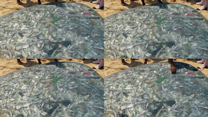 在非洲加纳海岸的一个小镇上，渔网里装满了仍然活着的鱼。