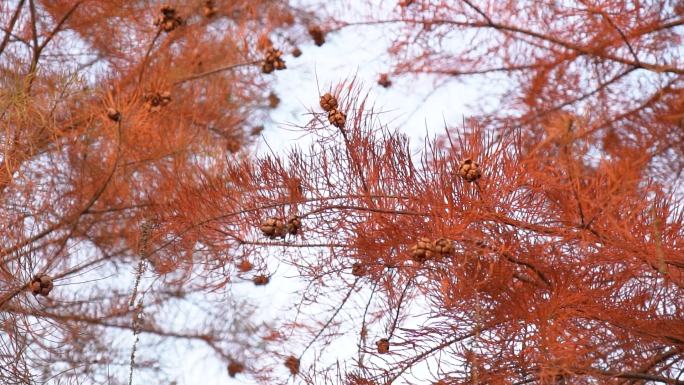 冬季江南红松树