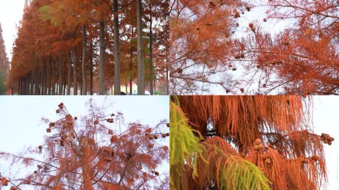 冬季江南红松树