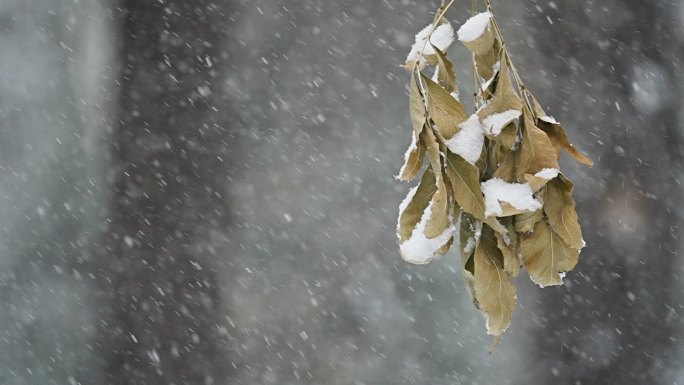 升格雪花飘落慢镜头 鹅毛大雪