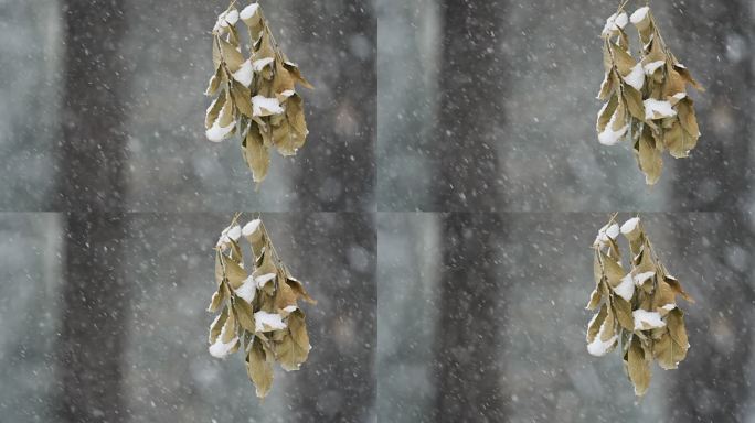 升格雪花飘落慢镜头 鹅毛大雪