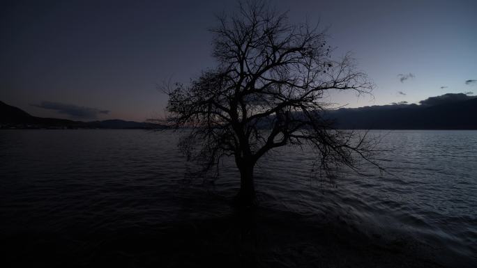 日出日落大理苍山洱海里唯美孤独的一棵枯树