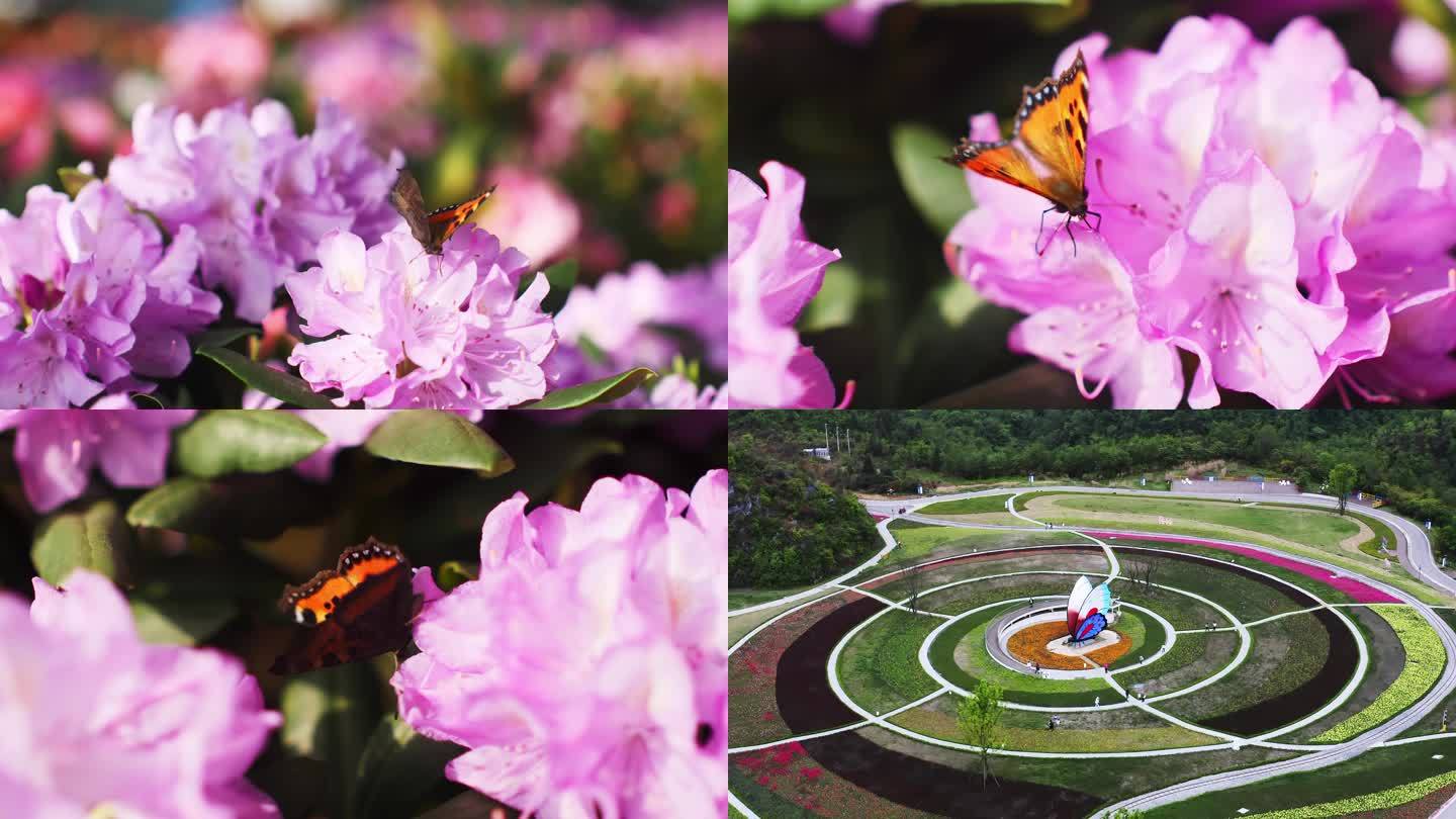 百里杜鹃“汇境花都”杜鹃花 蝴蝶采花