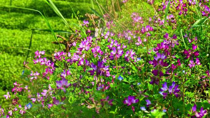春天紫云英花海唯美意境景色景物