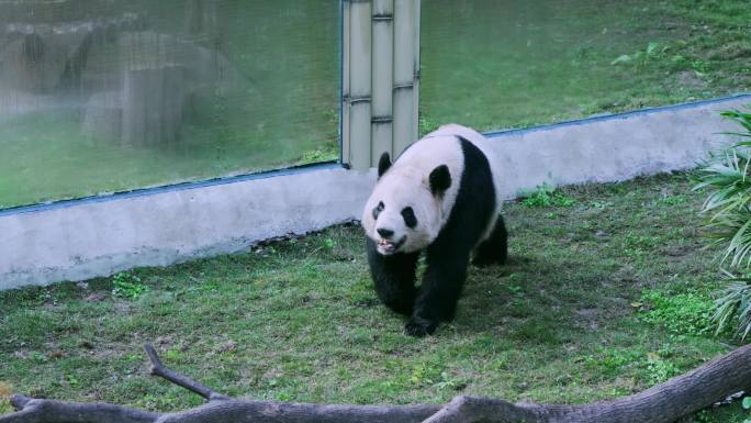 大熊猫行走打滚
