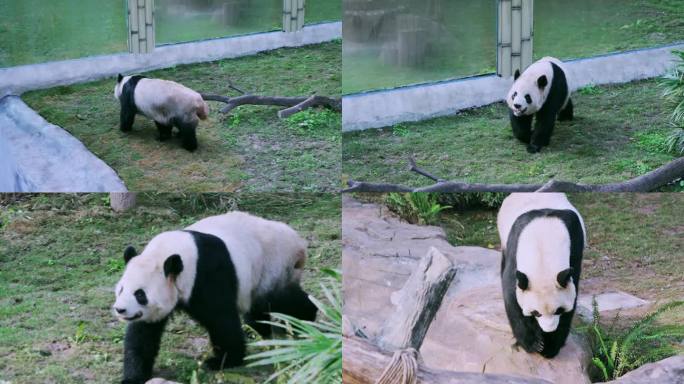 大熊猫行走打滚