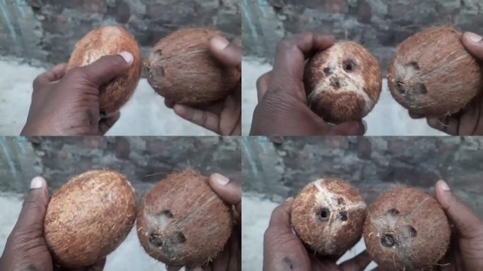 椰子的形状是卵形或椭球状，它们有一层厚的纤维状外壳包围着单种子的坚果。一层坚硬的外壳包裹着胚胎及其丰