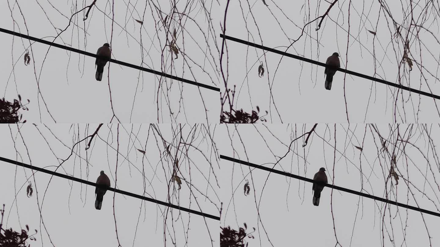 下雪天电线上的鸟儿特写
