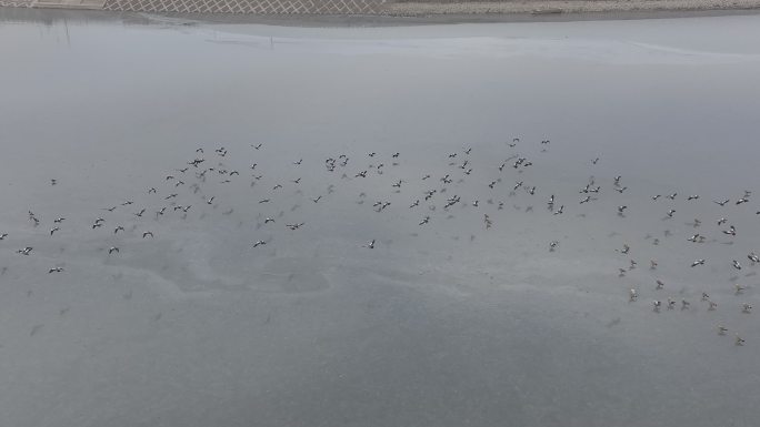 湖面上成群的候鸟赤麻鸭野鸭子