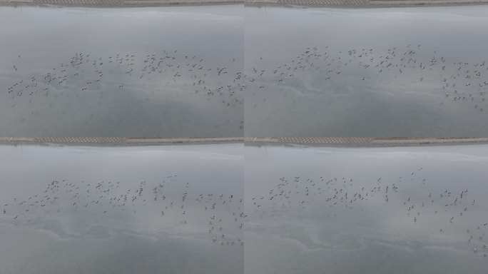 湖面上成群的候鸟赤麻鸭野鸭子