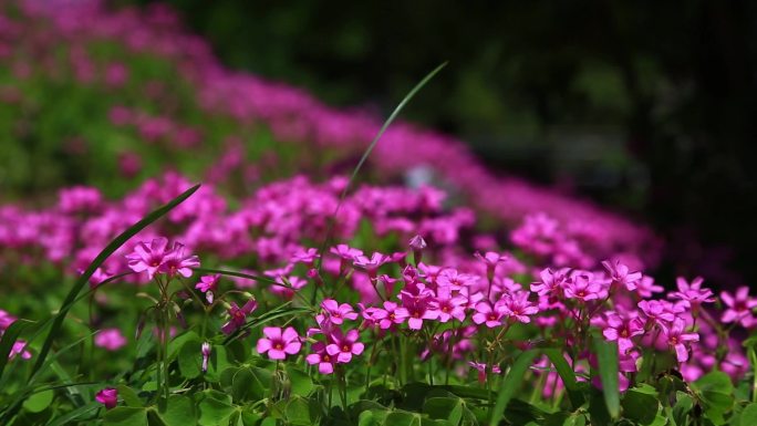 紫花苜蓿养殖草料