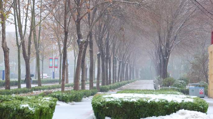 雪中植物下雪暴雪暴风雪恶劣天气降雪