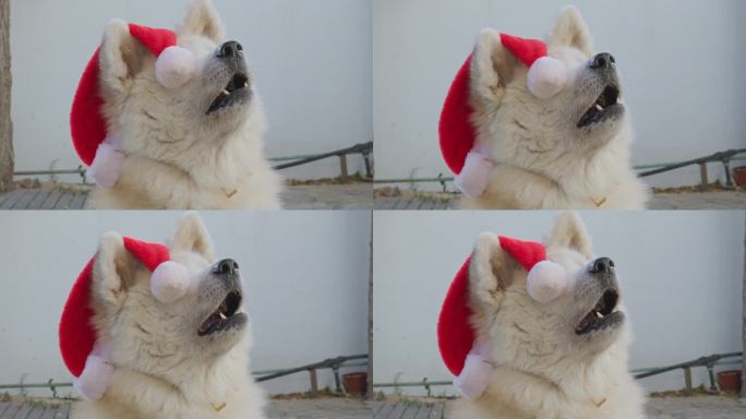 秋田犬狗，滑稽的圣诞帽，创造了一个令人愉快和娱乐的场景