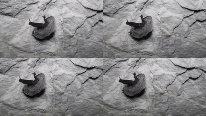 道本顿的蝙蝠睡在岩壁上。