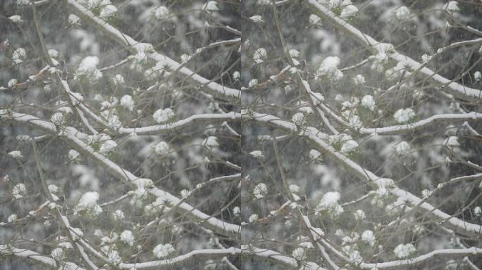 圣诞节飘雪 升格雪花飘落慢动作