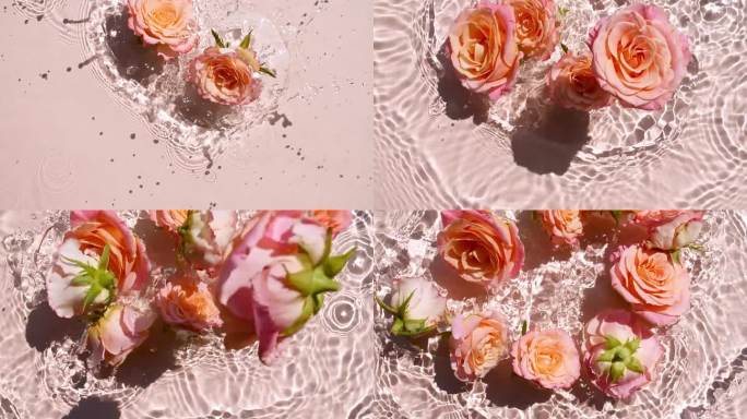 水面上掉落的粉红玫瑰花朵和粉红色背景上发散的水圈的慢动作。水溅粉红色。纯净的水反射阳光和阴影。