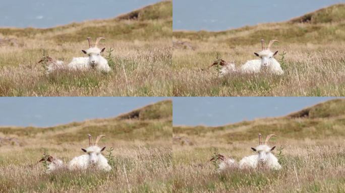 克什米尔山羊在大山巅的草地上