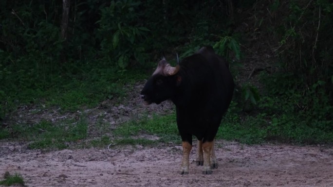 在泰国的森林里，在天黑前，它一边舔着脸和鼻子，一边摇着尾巴，然后把目光移开