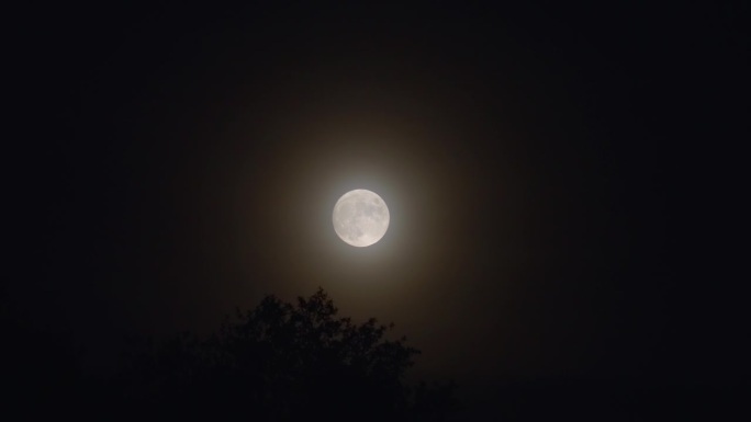 满月从树的剪影上升起。间隔拍摄