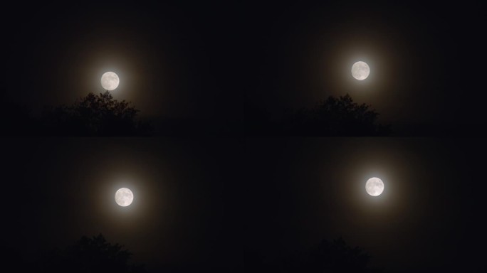 满月从树的剪影上升起。间隔拍摄