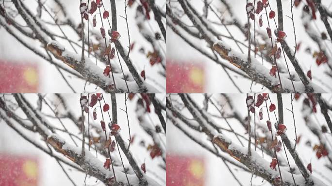 升格雪花飘落慢镜头 鹅毛大雪