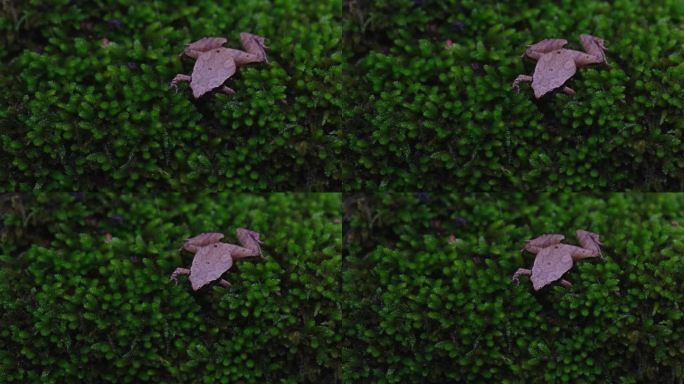 镜头拉近，展现了这只青蛙在一片可爱的苔藓上的整个场景，黑面合唱蛙或稻蛙Microhyla heymo