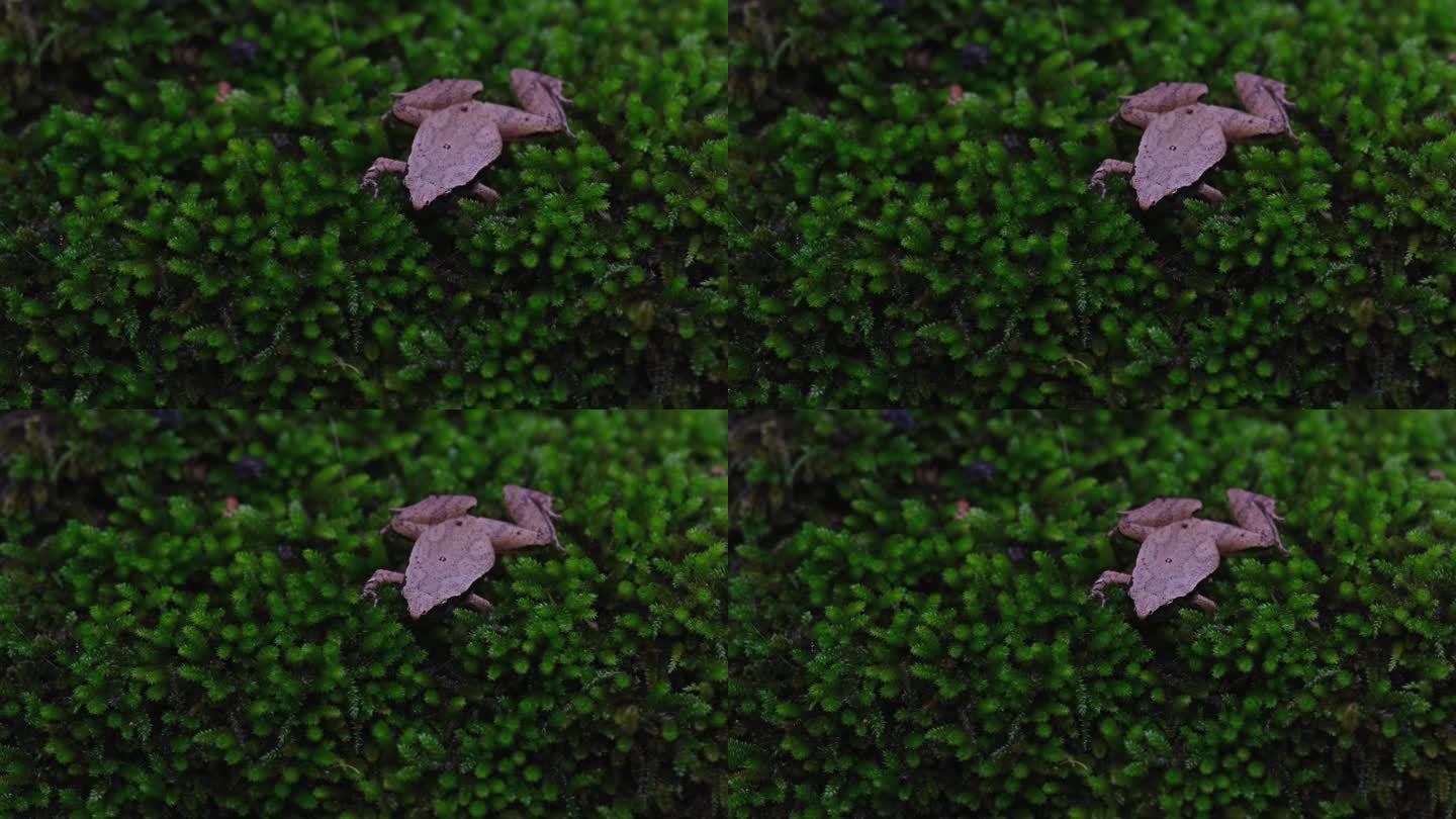 镜头拉近，展现了这只青蛙在一片可爱的苔藓上的整个场景，黑面合唱蛙或稻蛙Microhyla heymo