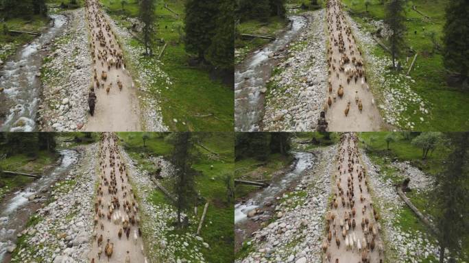 森林中转场的羊群