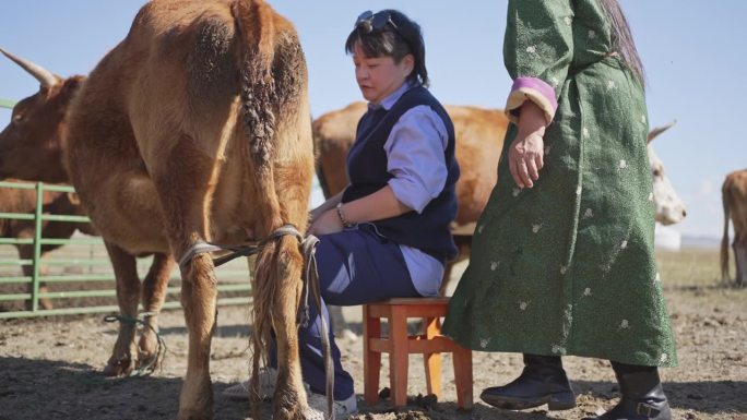 一名亚洲中国妇女正在与当地蒙古妇女一起挤奶