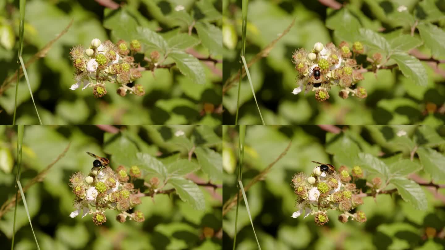 透明卷毛蝇落在野生黑莓花上的照片。透明的食蚜蝇。