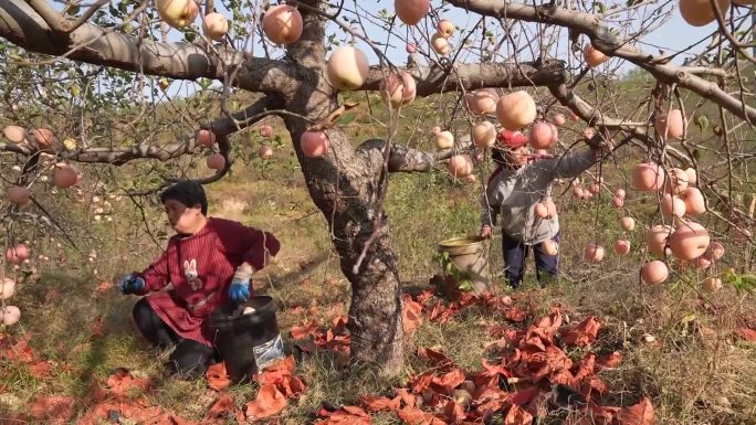 山区农村苹果丰收