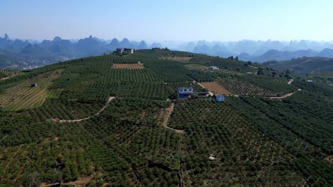 广西桂林阳朔县百里新村万亩金桔种植基地