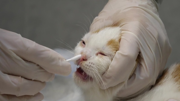 一名兽医戴着手套，用棉签采集小猫的鼻分泌物样本进行分析。从小猫鼻黏膜上取拭子进行分析和诊断。