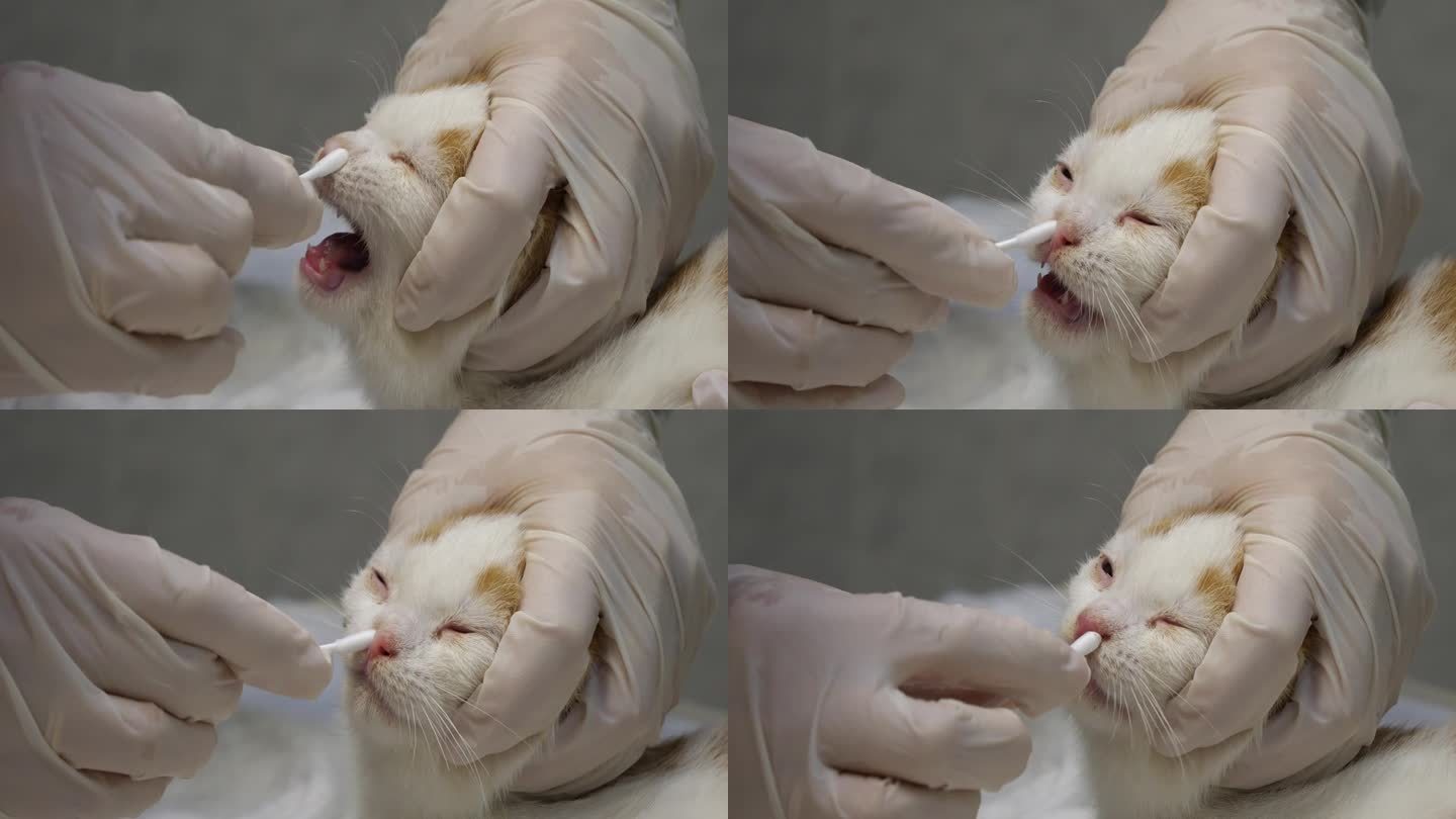 一名兽医戴着手套，用棉签采集小猫的鼻分泌物样本进行分析。从小猫鼻黏膜上取拭子进行分析和诊断。