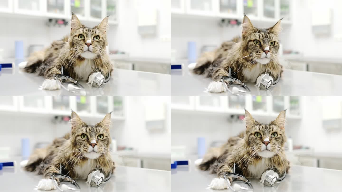 这是一只可爱的缅因库恩猫带着听诊器的照片，是一位兽医在参观兽医院时拍的。这只宠物是兽医诊所的标志。