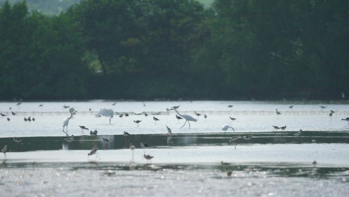 湿地水鸟觅食