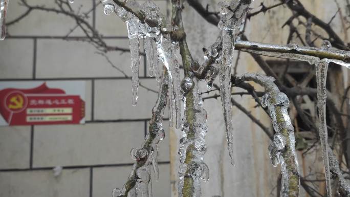 寒冬大雪门口树枝结冰结霜