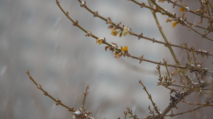 升格雪花飘落慢镜头 鹅毛大雪