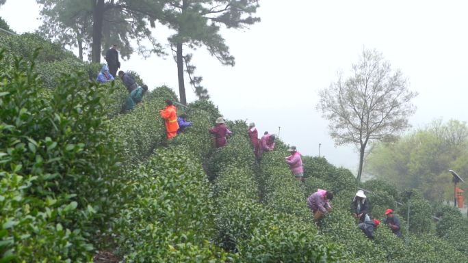 茶叶 采茶 茶山 茶田 茶园