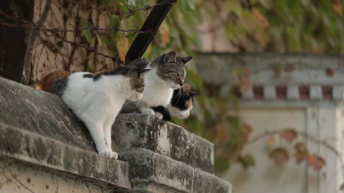 4K北京胡同墙上的猫