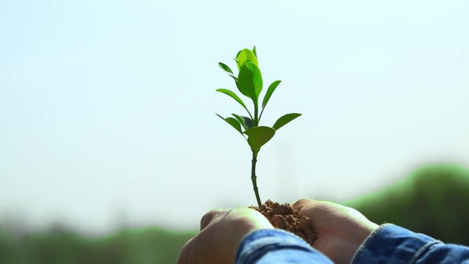 植树节 种树 栽树 植树
