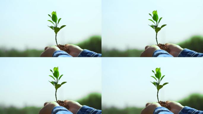 植树节 种树 栽树 植树