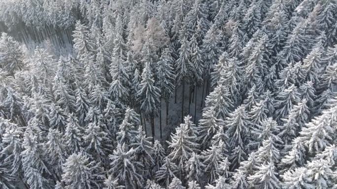 就像节日圣诞卡上的场景，白色覆盖的树木的森林