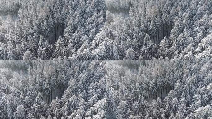 就像节日圣诞卡上的场景，白色覆盖的树木的森林